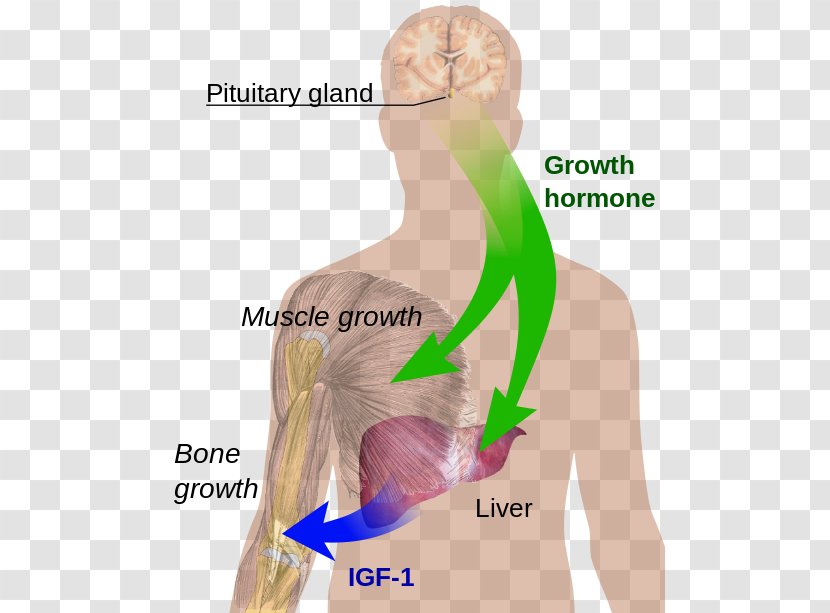 Growth Hormone–releasing Hormone Sermorelin Secretion - Silhouette - Sweat Gland Tumor Transparent PNG