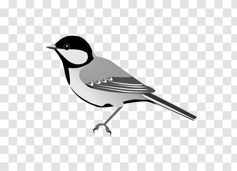 Bird Great Tit White-naped American Sparrows Beak - Feather Transparent PNG