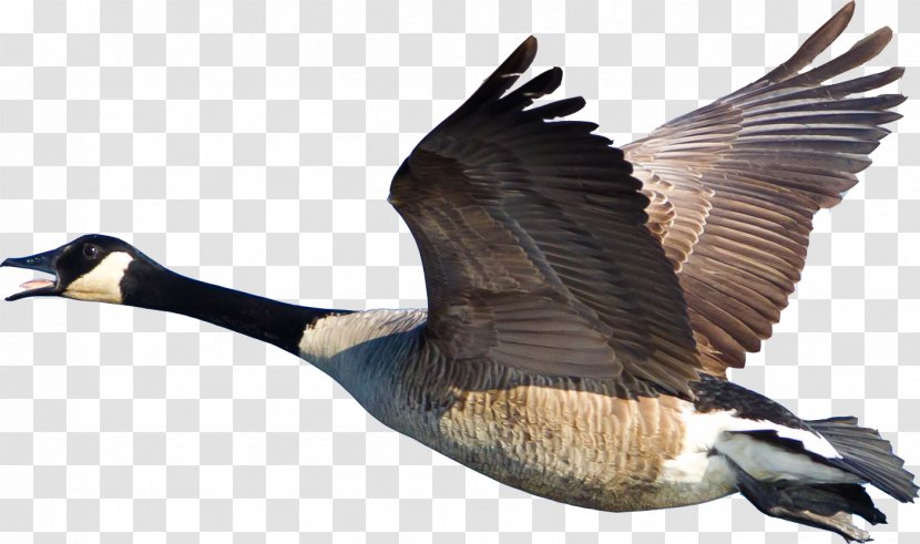 Bird Canada Goose Duck Cygnini - Biskas George Transparent PNG