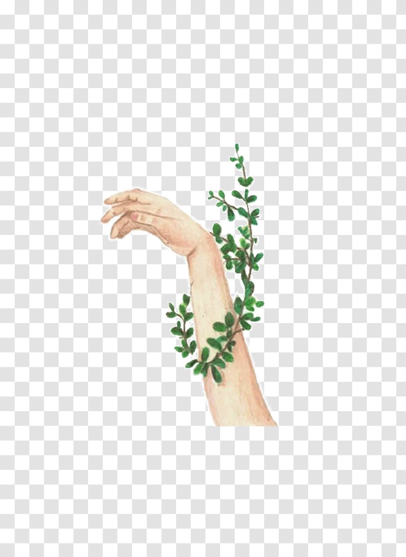 Drawing Hand Wound Illustration - Infection - Ivy Transparent PNG