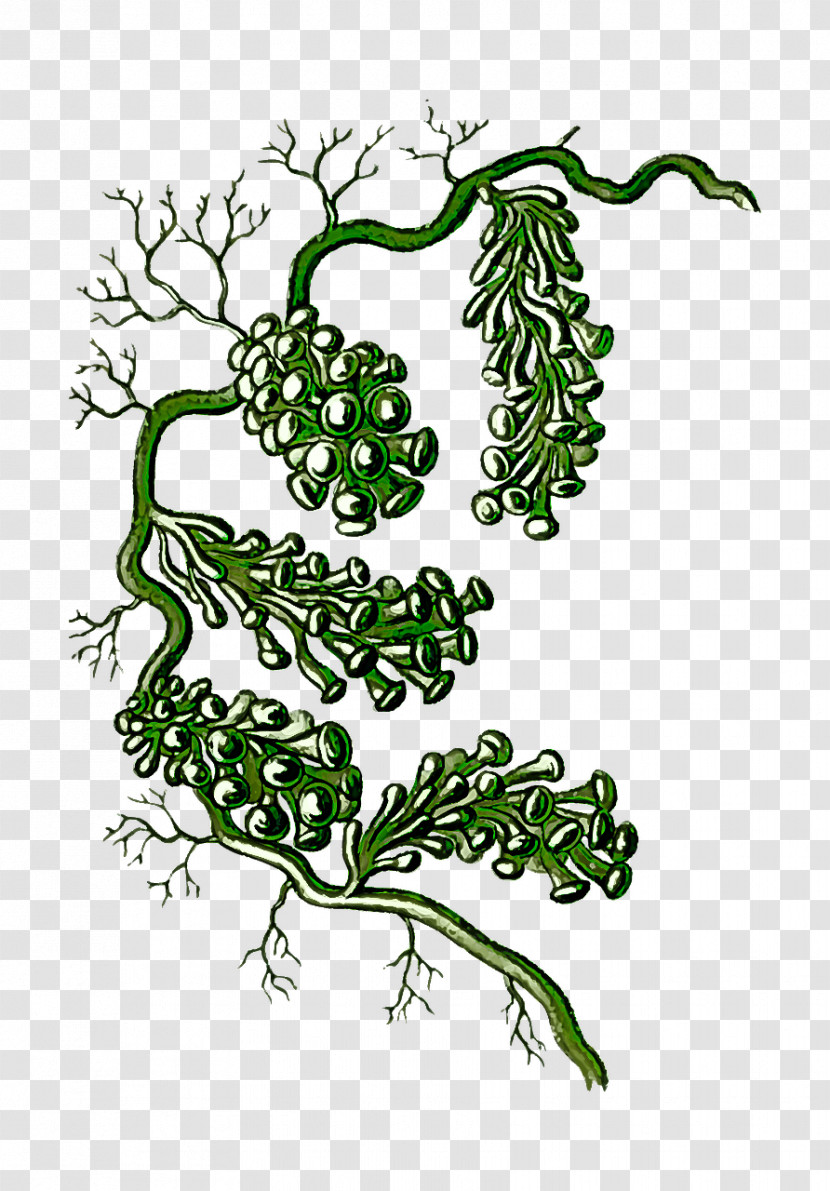 Plant Leaf Vegetable Vascular Plant Branch Transparent PNG