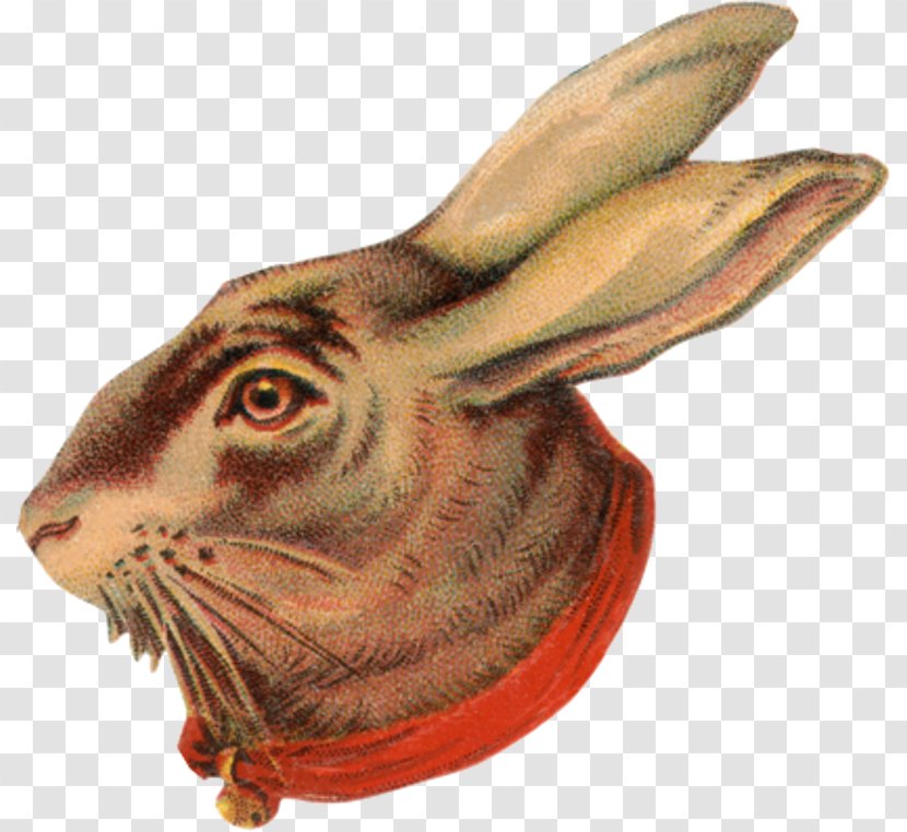 Fauna Terrestrial Animal Snout - Hare - Pani Transparent PNG