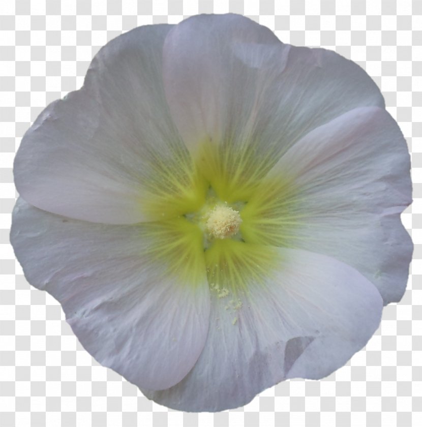 Rosemallows Pansy Herbaceous Plant - Flowering - Devi Transparent PNG