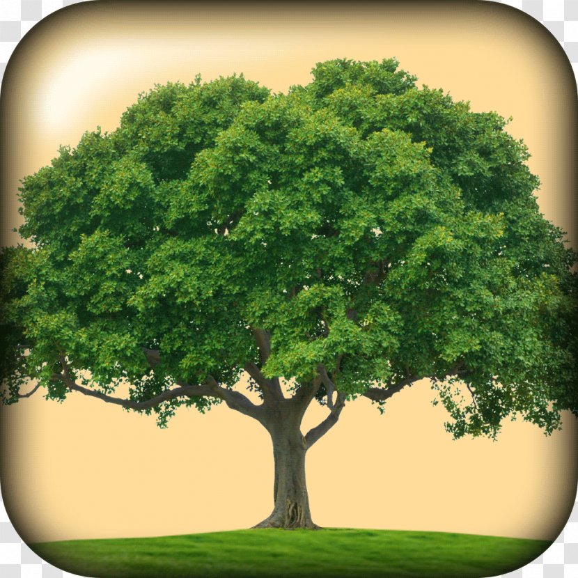 Ojai Trees Arbor Day Oak Park Organization - Family Tree 5 Member Frame Transparent PNG