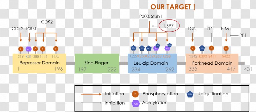 Regulatory T Cell FOXP3 Transcription Factor RAR-related Orphan Receptor Gamma - Text - Lymphocyte Transparent PNG