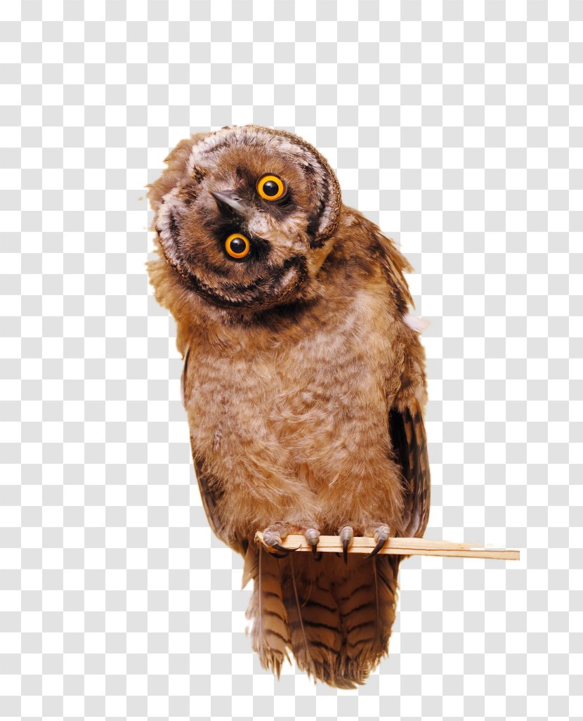 Owl Bird Photography - Stock Transparent PNG