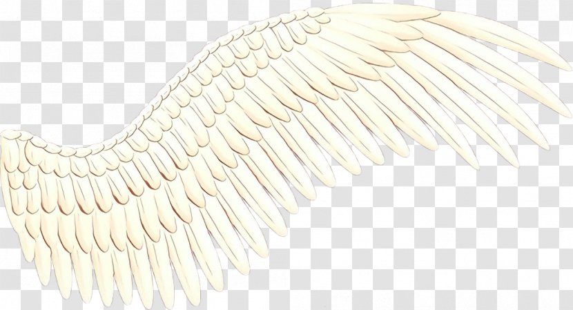 White Background - Wing - Feather Transparent PNG