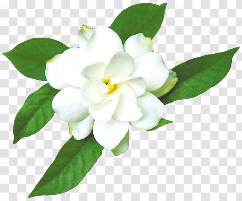 Cape Jasmine Gardenia Taitensis - White Transparent PNG