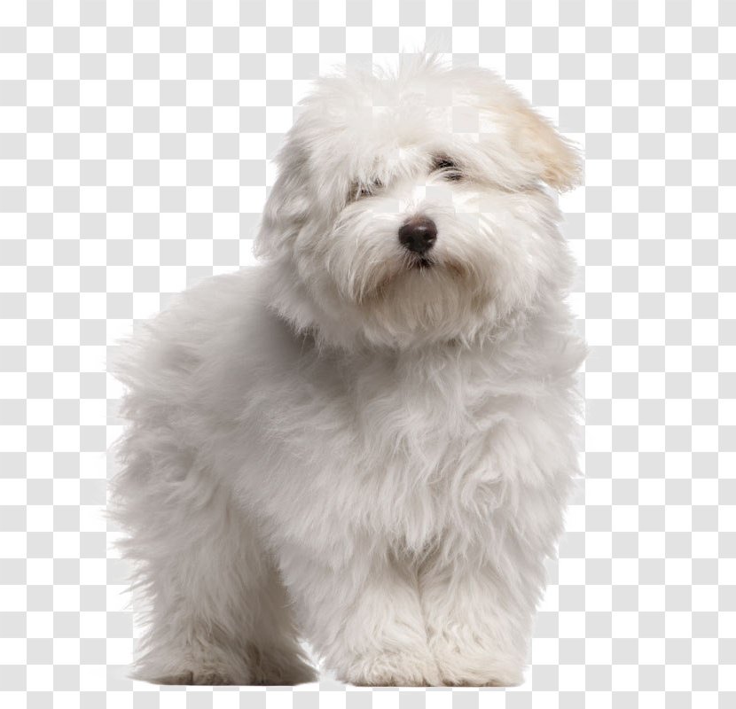 Coton De Tulear Toliara Puppy Maltese Dog Bolognese Transparent PNG