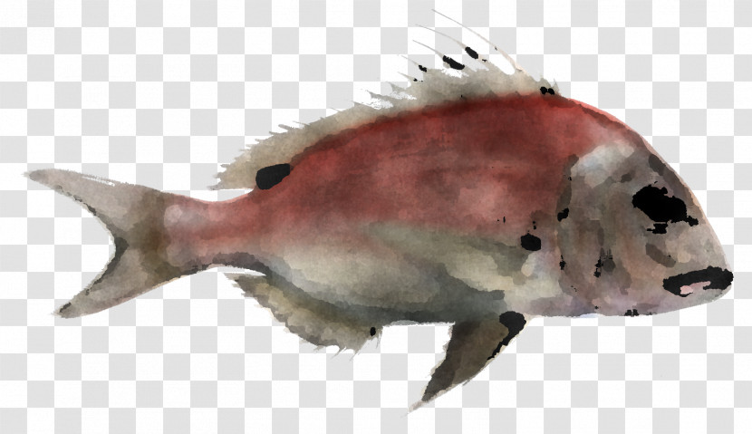 Fish Biology Science Transparent PNG