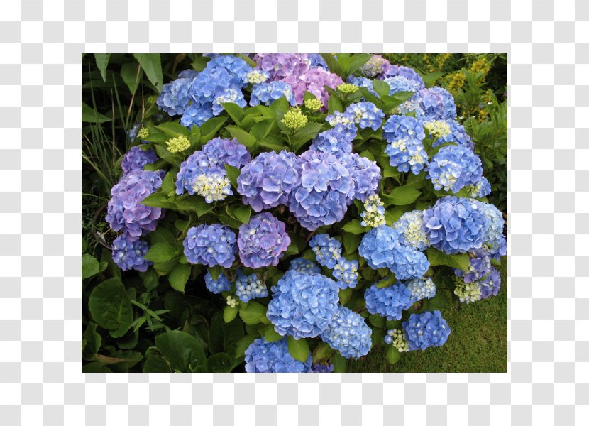 French Hydrangea Smooth Panicled Soil PH - Cornales - Flower Transparent PNG