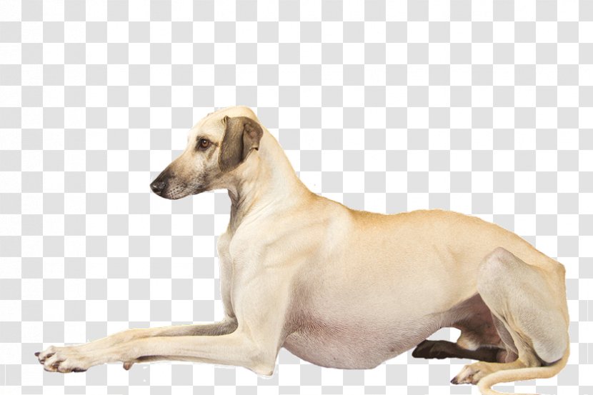 Lurcher Sloughi Polish Greyhound Mudhol Hound - Chippiparai - Whippet Transparent PNG