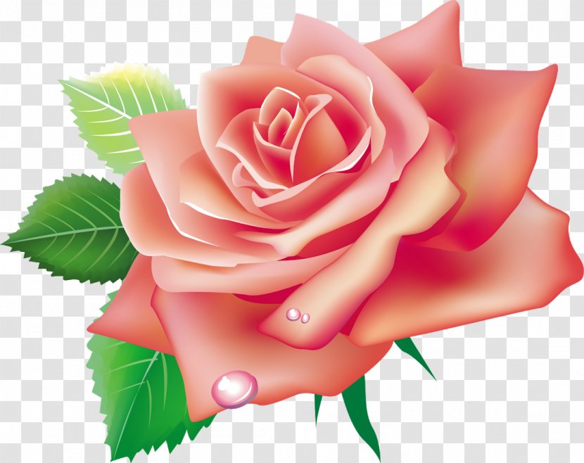 Garden Roses Pink Flowers Clip Art - Floristry - Rose Transparent PNG