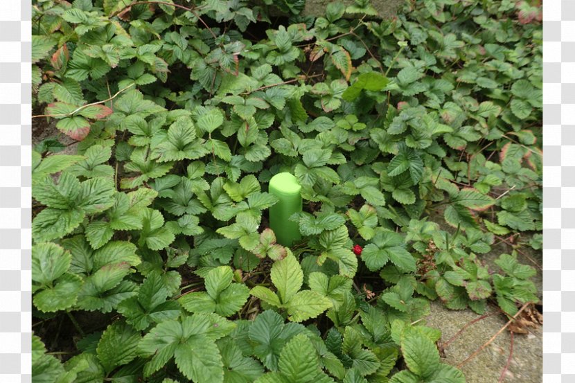 Plant Herb Groundcover Leaf - SOIL Transparent PNG