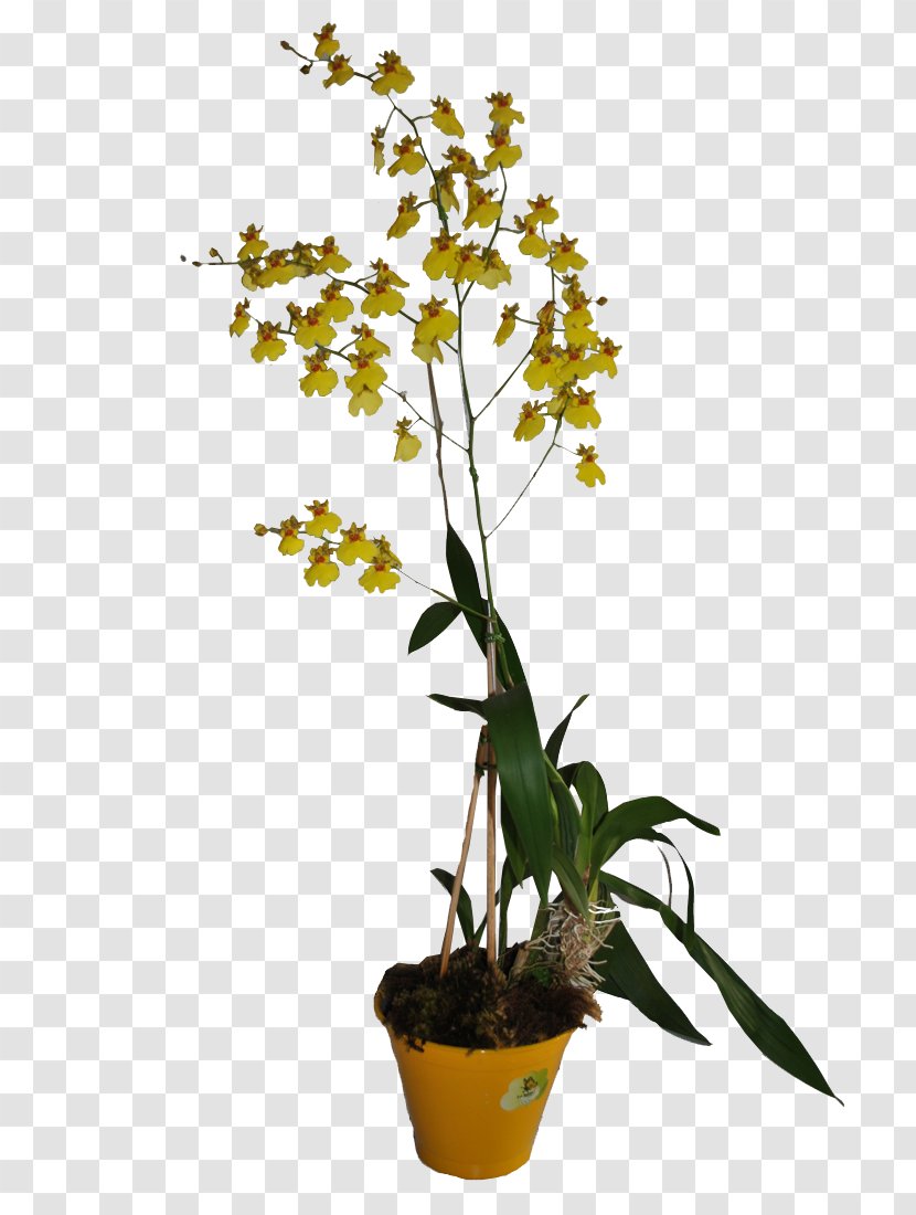 Moth Orchids Dendrobium Flowerpot Houseplant - Orchid - Orquideas Transparent PNG