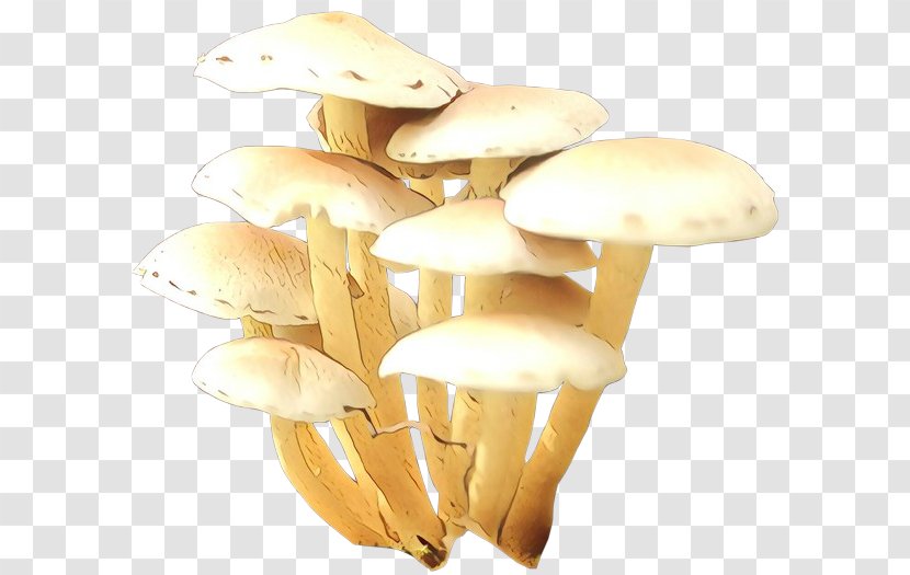 Mushroom Food Image Shiitake - Agaric - Champignon Transparent PNG