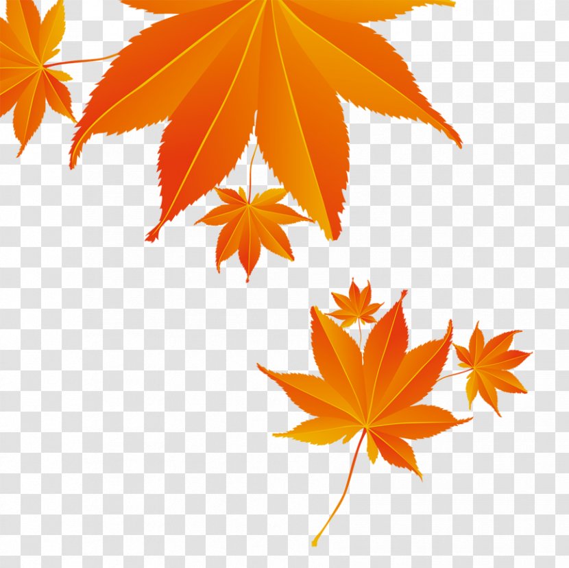 Maple Leaf Autumn Download Transparent PNG