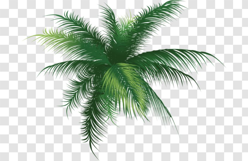 Babassu Clip Art Palm Trees Leaf - Branch Transparent PNG