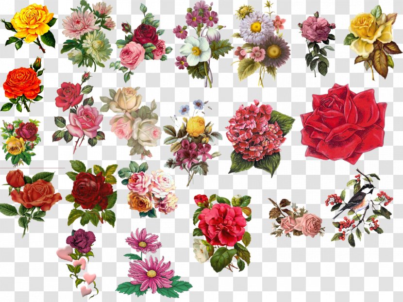 Flower Floral Design Clip Art - Chrysanths - Vintage Transparent PNG