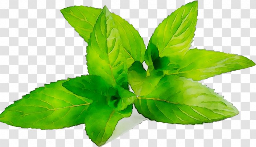 Herbalism Leaf - Herbal - Perennial Plant Transparent PNG