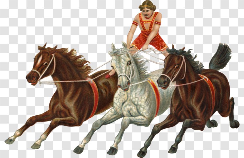 Hold Your Horses English-language Idioms Chariot - Horse Harness - Curricle Carriage Tiger Transparent PNG