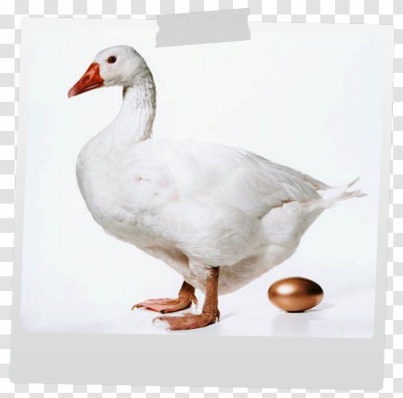 The Goose That Laid Golden Eggs Duck Greylag Roast Transparent PNG