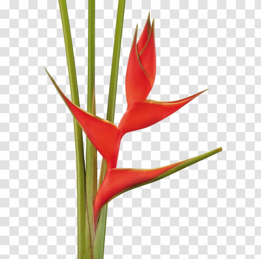 Cut Flowers Heliconia Bihai Plant Stricta - Ace Transparent PNG