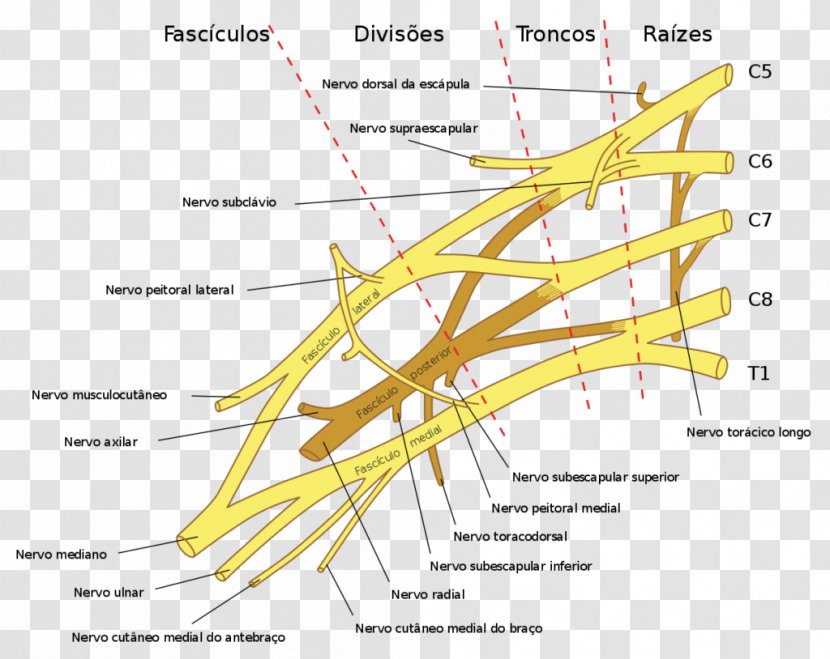 The Brachial Plexus Injury Spinal Cord - Nerve - Roots Spine Transparent PNG