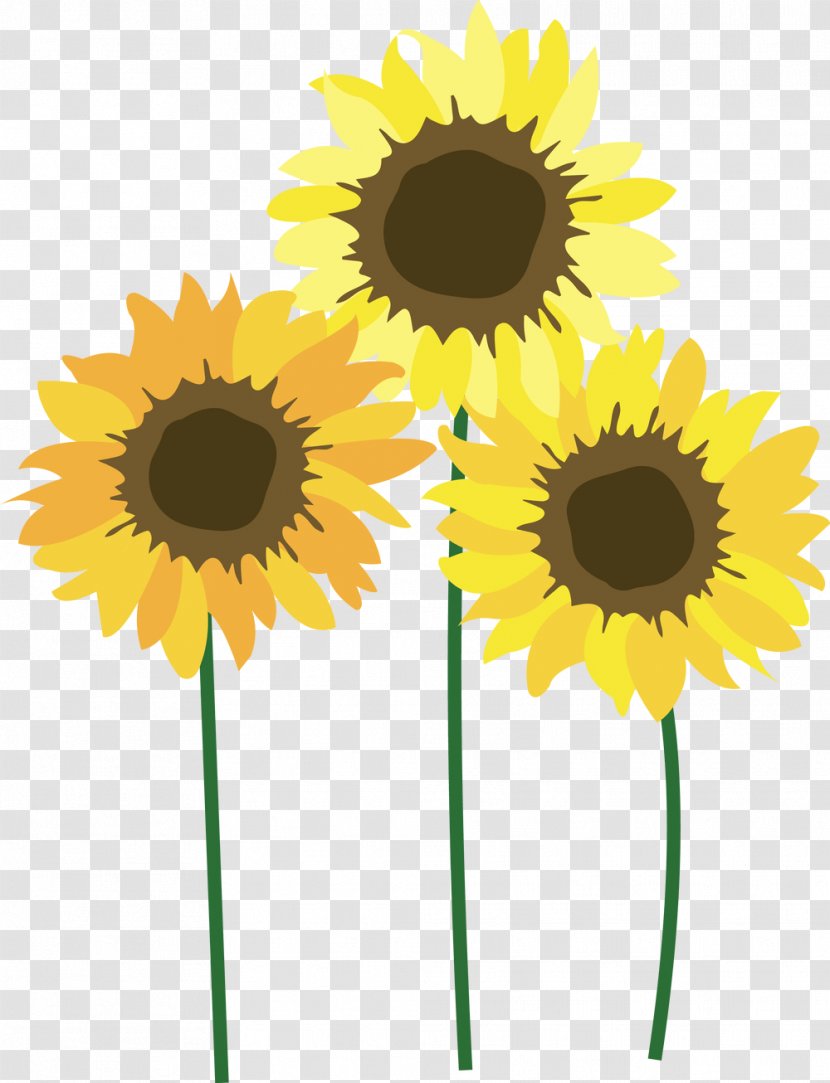 Common Sunflower Seed Daisy Family Cut Flowers - Yellow - Sunflowers Transparent PNG