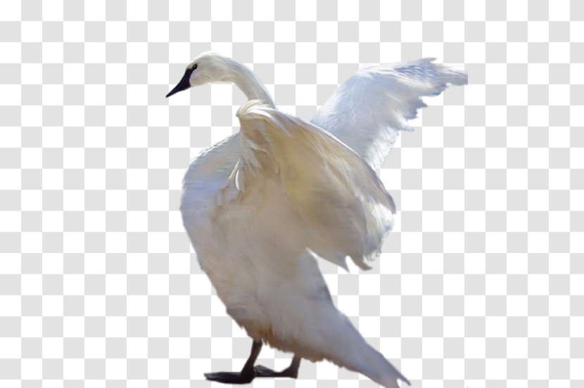 Cygnini Bird White Swan Duck Clip Art - Fauna Transparent PNG
