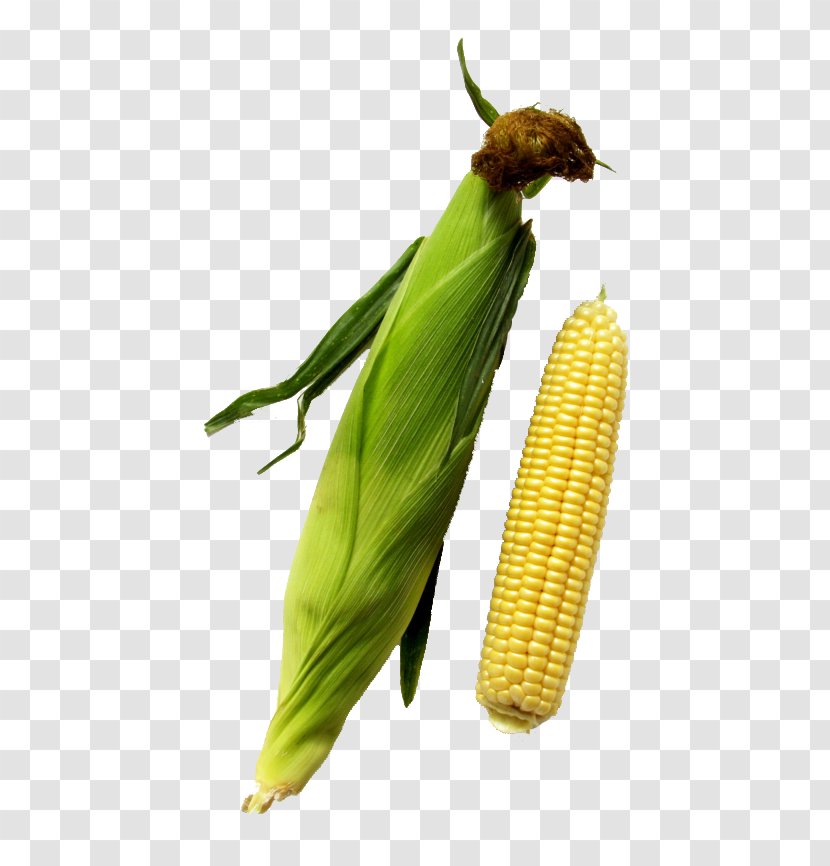 Corn On The Cob Cereal Grauds Maize - Nutrition - Freshly Picked Transparent PNG
