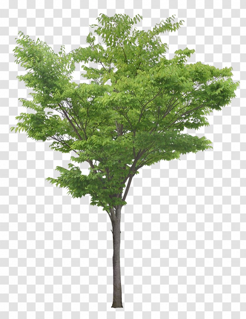 Populus Nigra Tree Clip Art - Photography - Luxuriant Trees Transparent PNG