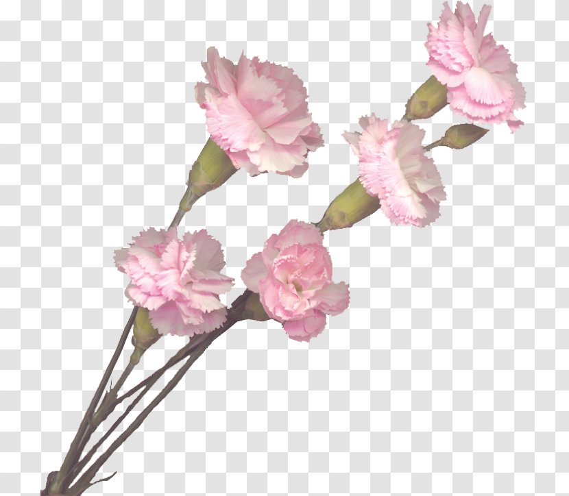 Carnation Pink Flowers Cut - Branch - Carnations Transparent PNG
