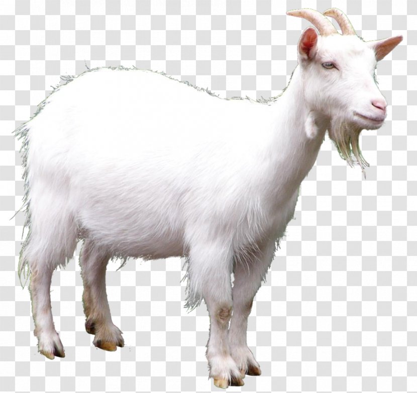 Goat Clip Art - Sheep - Picture Transparent PNG