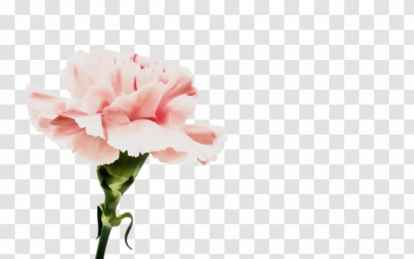Watercolor Pink Flowers - Odor - Artificial Flower Dianthus Transparent PNG
