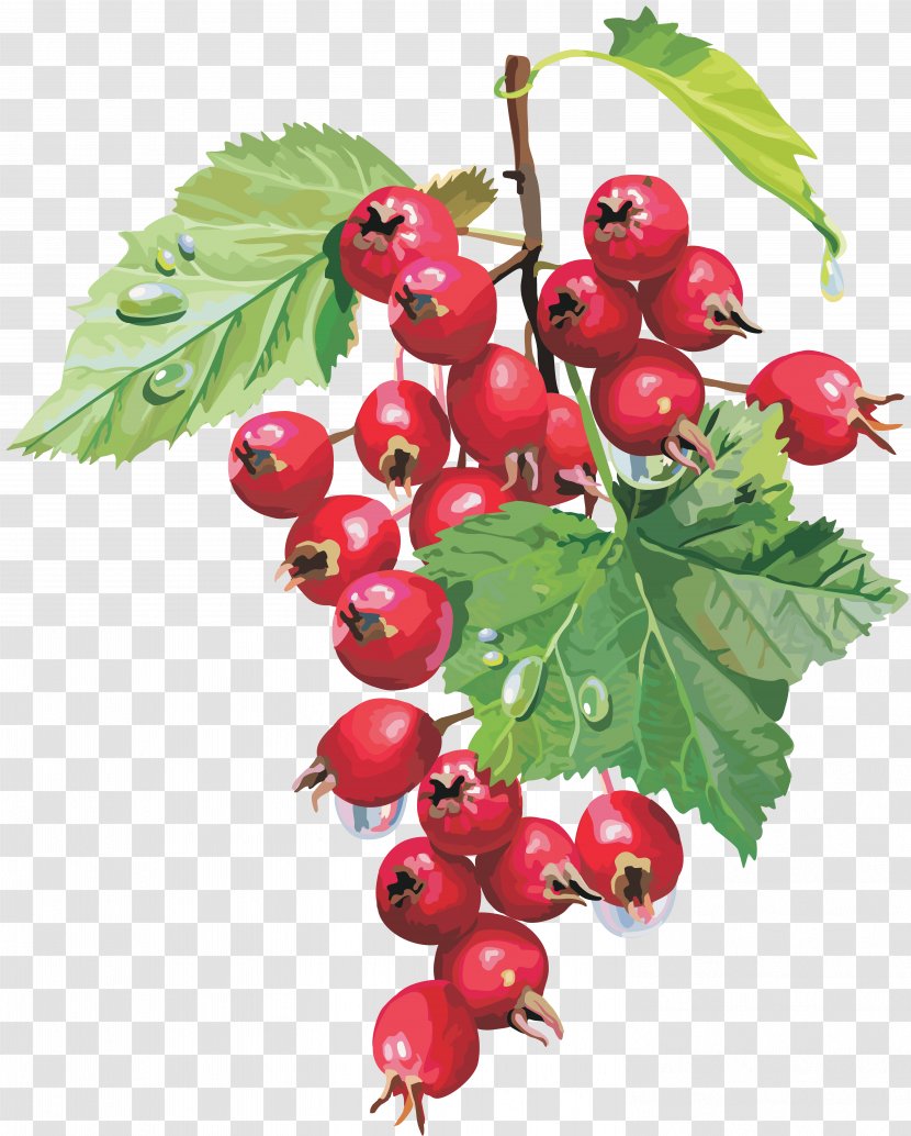 Berry Herb Food Therapy Neurosis - Hawthorn - Dates Transparent PNG