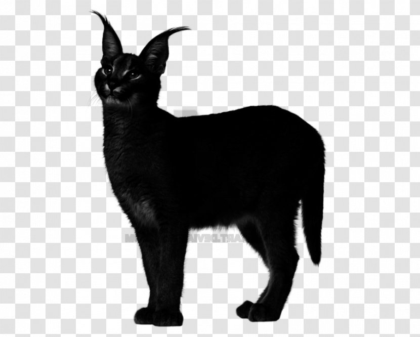 Whiskers Cat Dog Mumbai Mammal - Canidae - Black Transparent PNG