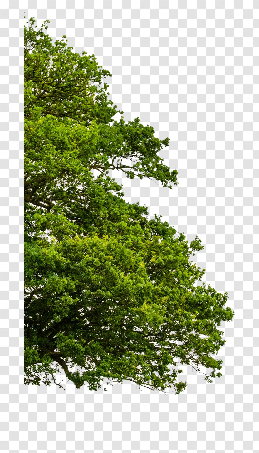 Tree Stock Photography Ulmus Minor Illustration - Shrub Transparent PNG