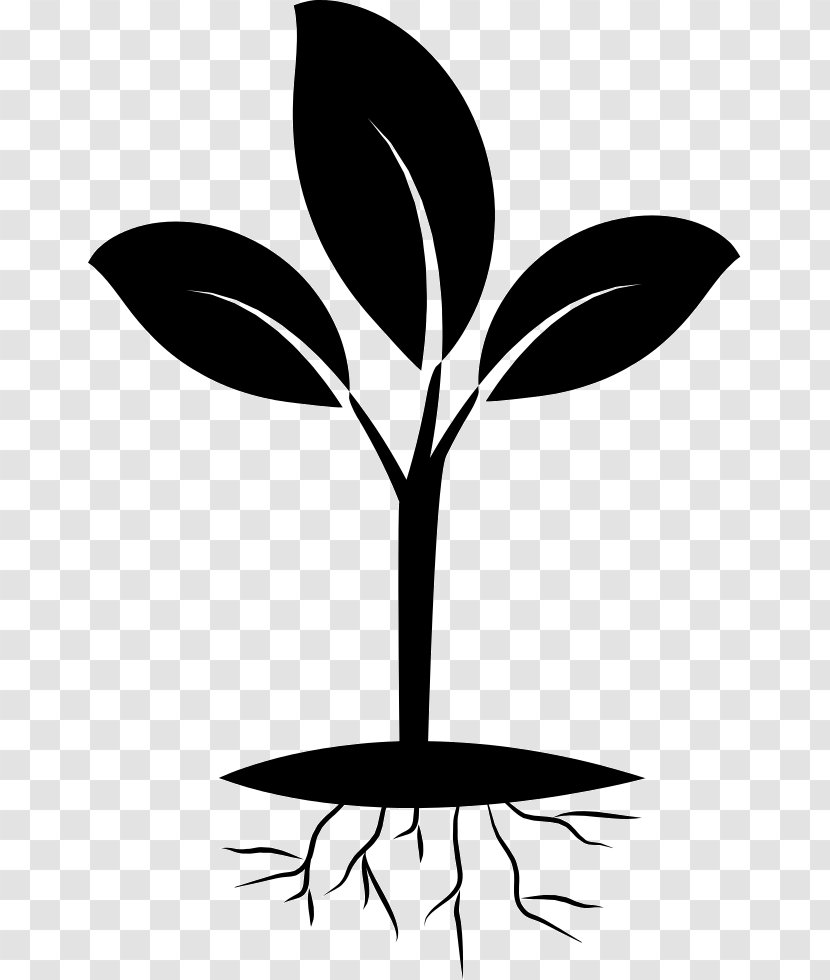 Plant Eastern Black Walnut Seedling Rose - Cell Transparent PNG