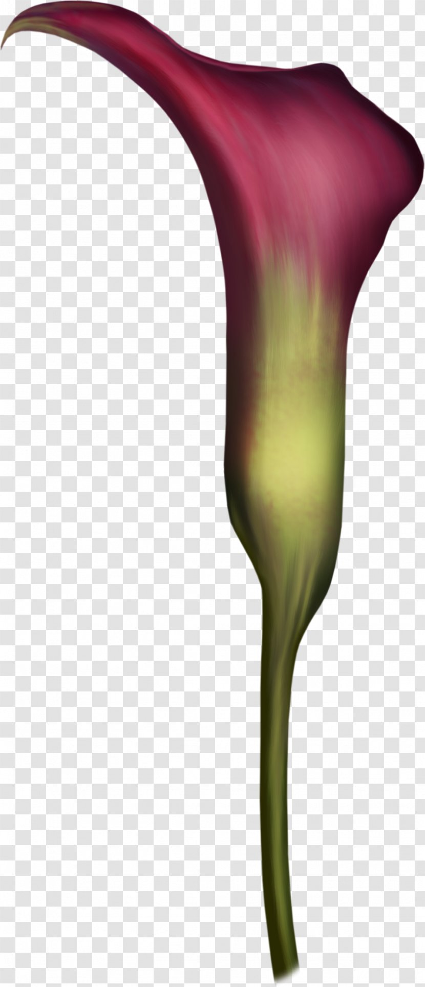 Flowering Plant Petal Stem - Arum - 9 Transparent PNG