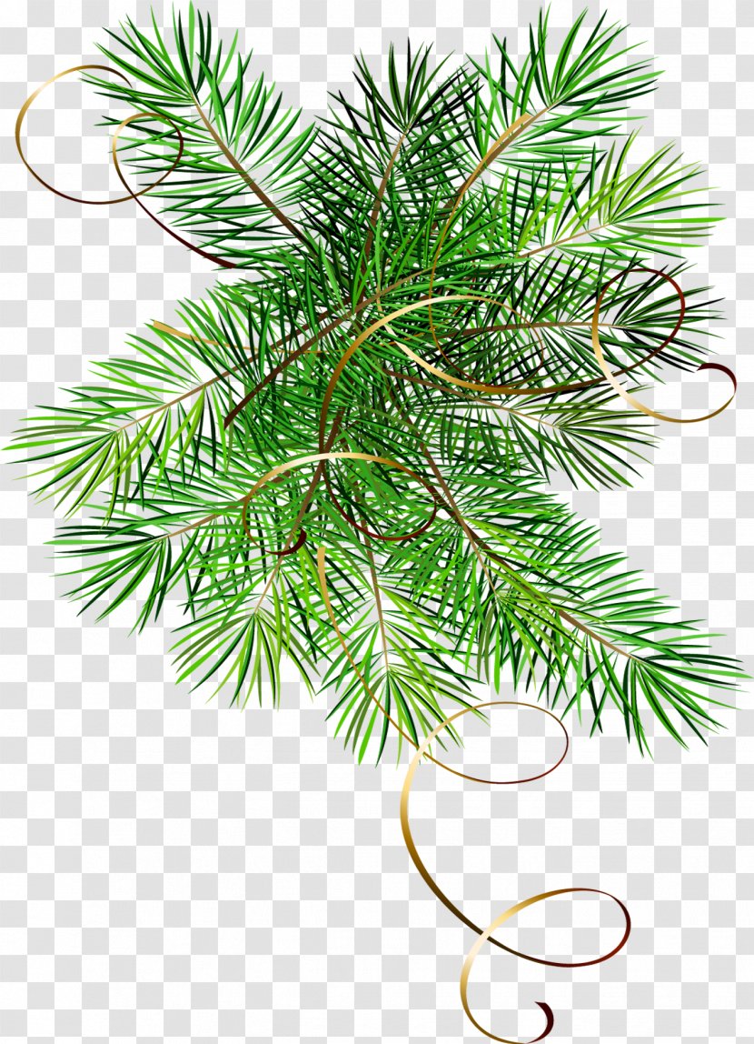 Christmas Fir Holiday Blog Lika-Market - Pine Family - Olive Transparent PNG