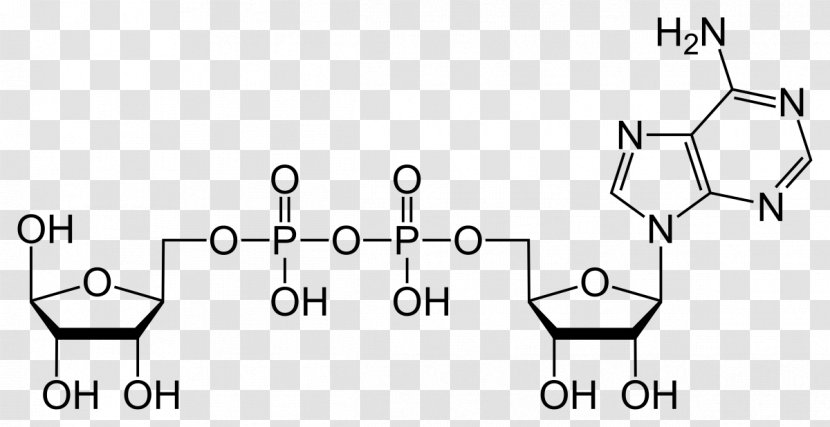 Ribose Adenosine Diphosphate Triphosphate Adenine - Rectangle Transparent PNG