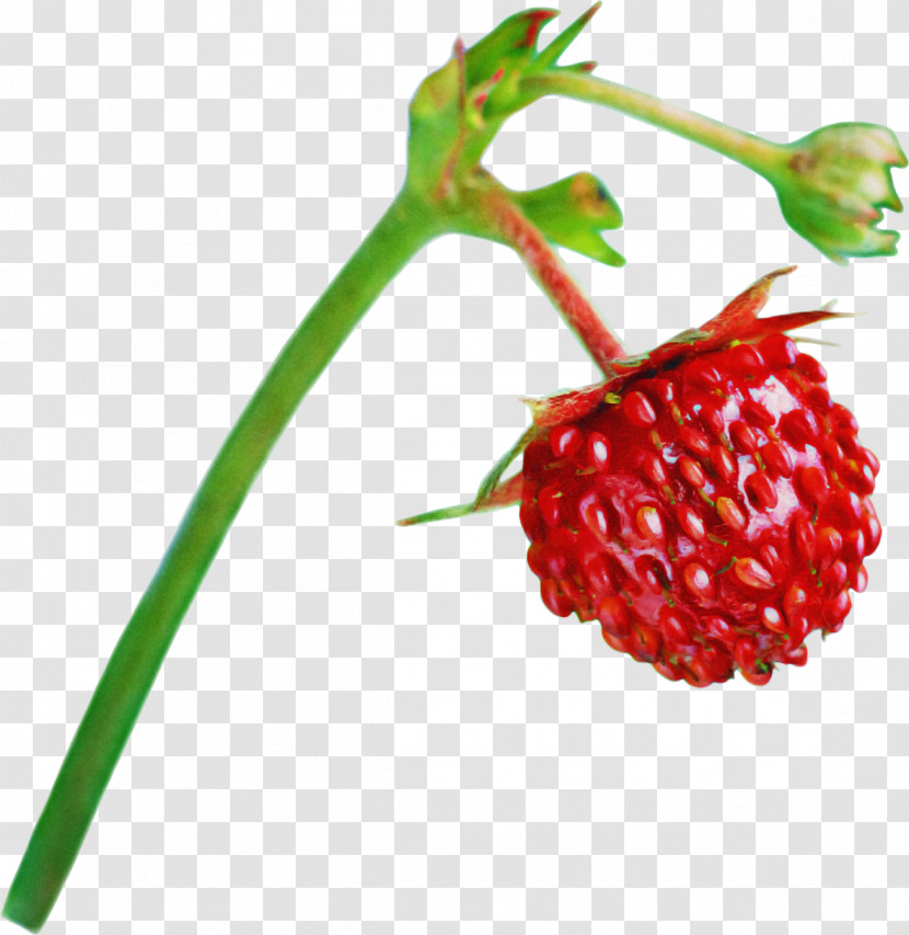 Plant Berry Natural Foods Fruit Accessory Fruit Transparent PNG