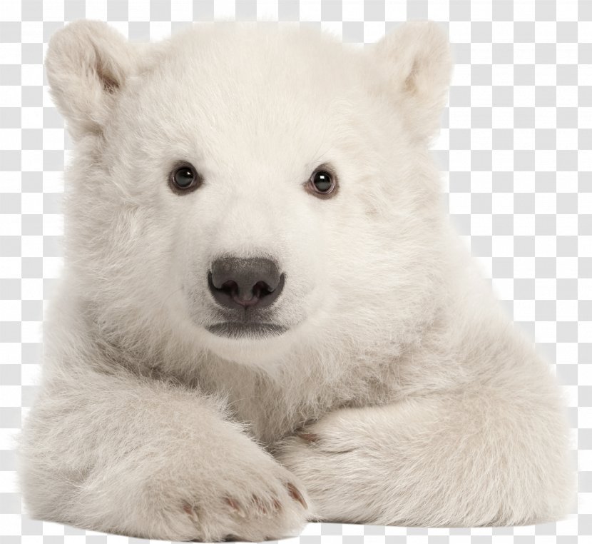 Polar Bear My First Baby Animals Arctic American Black Stock Photography - Terrestrial Animal Transparent PNG