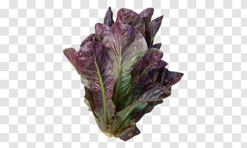 Lettuce Growing Romaine Iceberg Red Leaf Blue Tomato - Green - Salad Transparent PNG