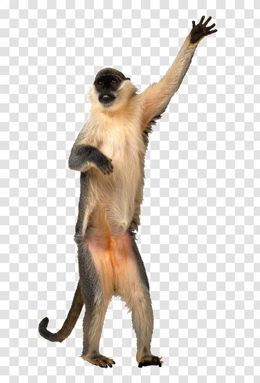 Animation Dance Monkey Giphy - Uncyclopedia - Naughty Transparent PNG