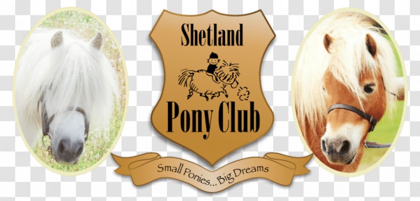 Shetland Pony Club Horse & Care Riding - Supplies Transparent PNG