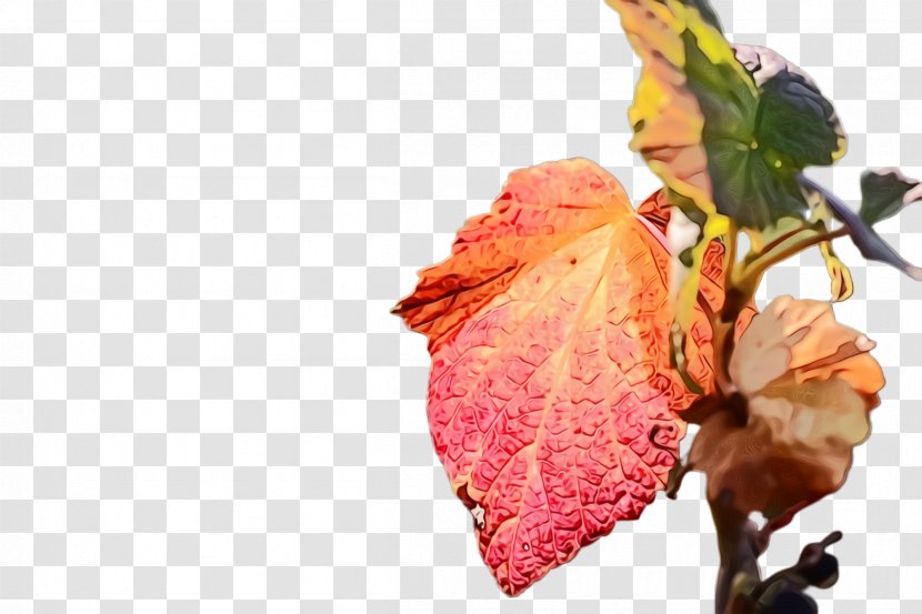 Leaf Flower Plant Petal Tree - Wet Ink - Twig Flowering Transparent PNG