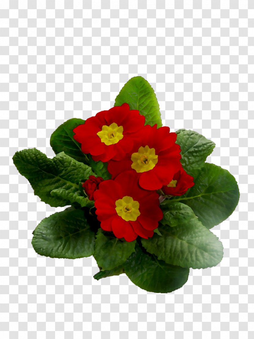 Primrose Annual Plant Plants - Flower Transparent PNG