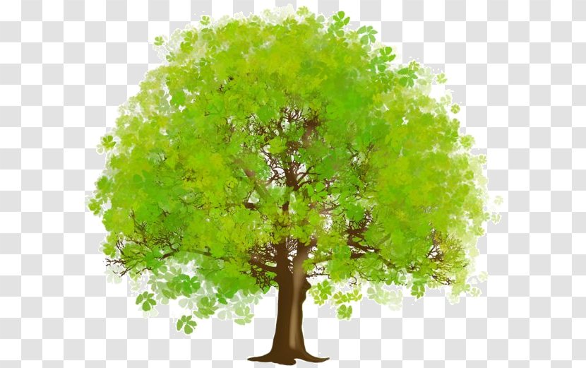 Clip Art Tree Openclipart Free Content Branch - Plant Transparent PNG